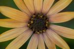 images/recent-photos/Osteopermum-Flower-[IMG_2476].jpg